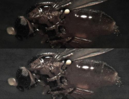 Réf. 275 578 : Thaumatomyia notata
